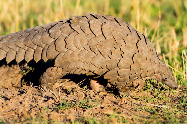 giant pangolin