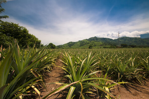 Pineapple plantation in Guatemala - image by shutterstock