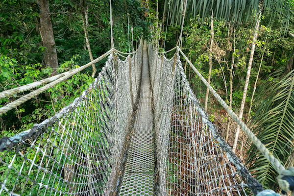 Iwokrama Canopy walk in Guyana