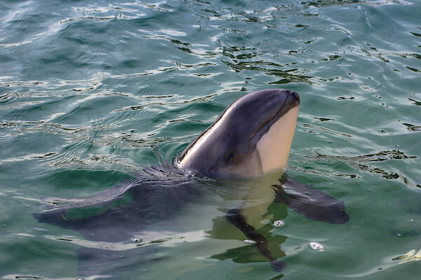 harbour_porpoise