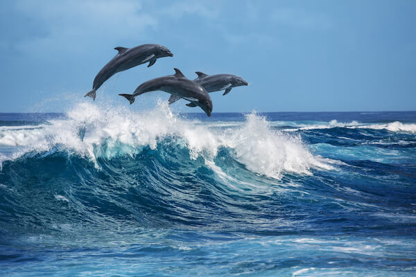 hawaii Dolphins