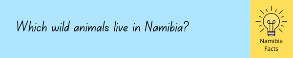 Which wild animals live in Namibia?