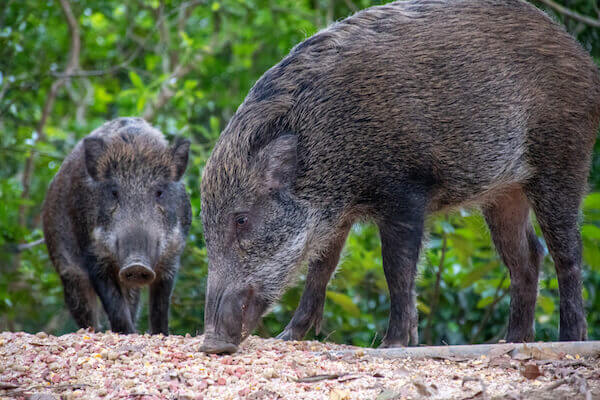 Boars in Hong Kong - image by KC Hung/shutterstock.com