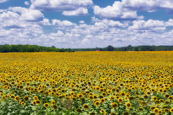 Sunflower field in Hungary