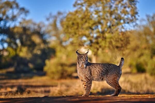 iberian lynx