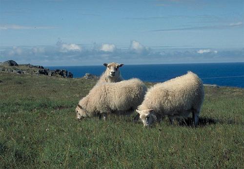 Sheep on Iceland by gregi at sxc.hu