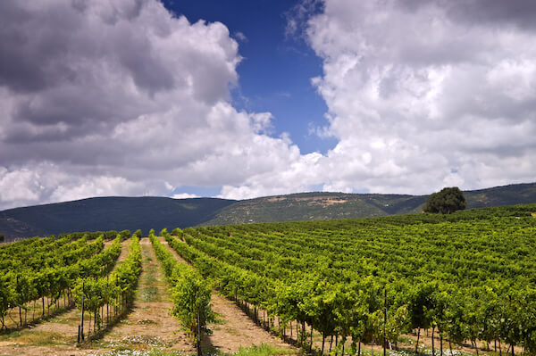 Vineyard in Galilee