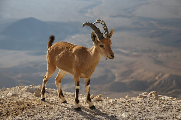 nubian ibex