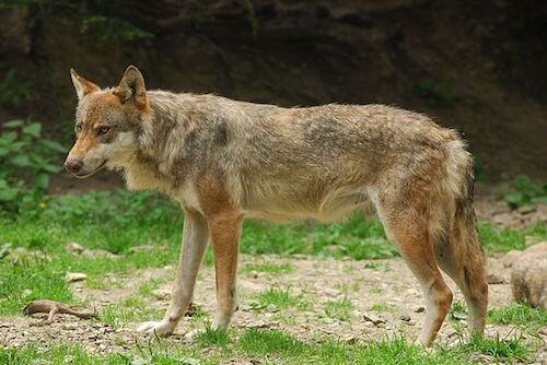 italian wolf - wikicommons