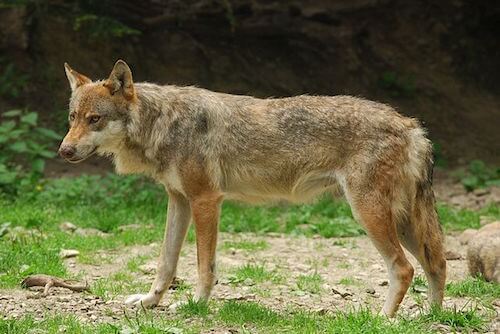 italy wolf