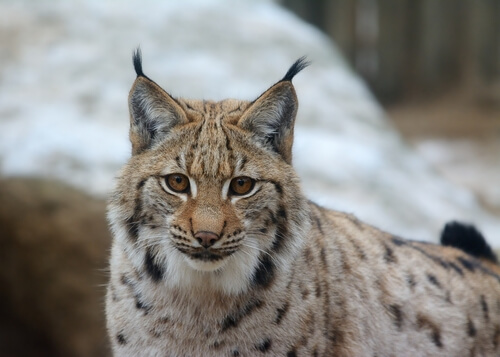 Eurasian Lynx