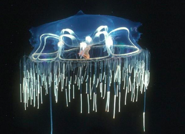 Midwater Jellyfish Credit: Marsh Youngbluth/MAR-ECO, Census of Marine Life