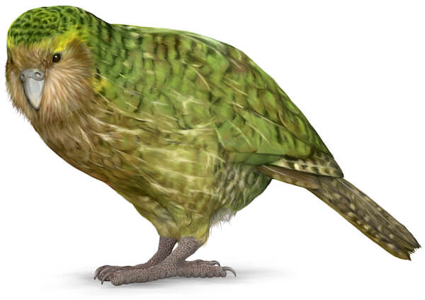 kakapo new zealand