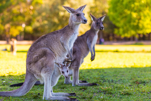 for Kids | Australia for Kids | Geography Animals