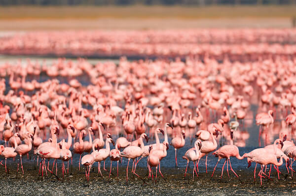 Flamingoes at Lake Turkana