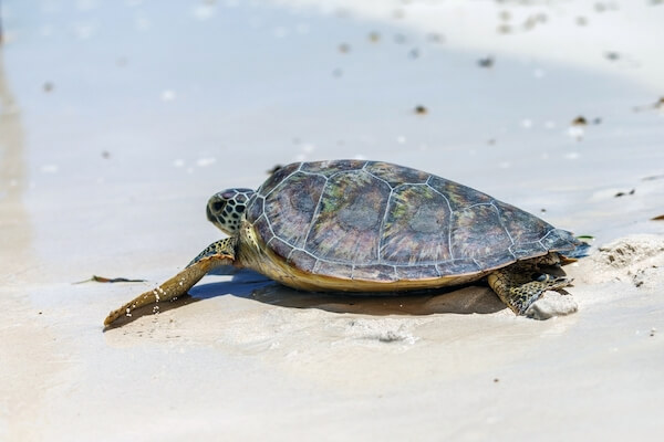 kenya green sea turtle kenya green sea turtle