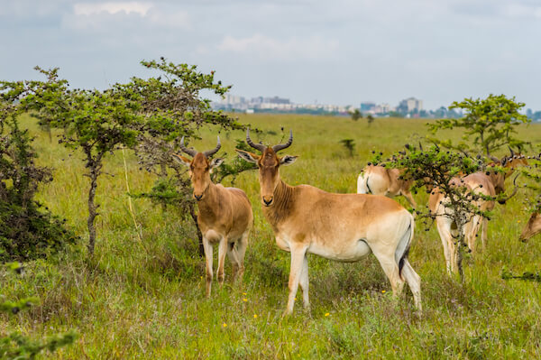 kenya hirola