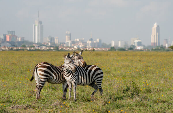 Zebras and Nairobi Skyline