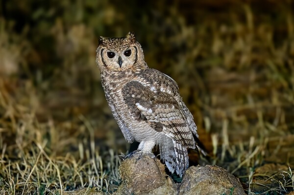 Kenya owl dmatneck ssk