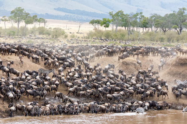 Mara River wildebeest migration