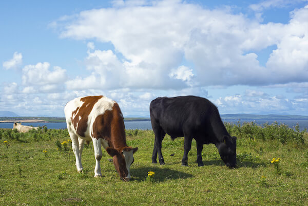 Cattle feeding on lush green field in Ireland