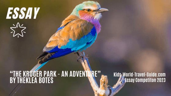 Kruger adventure lilac breasted roller