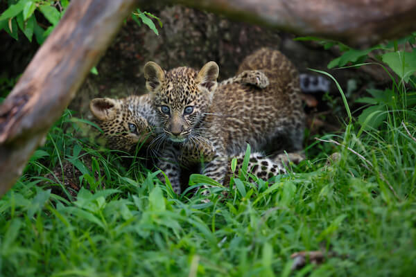 Leopard cubs in Kenya