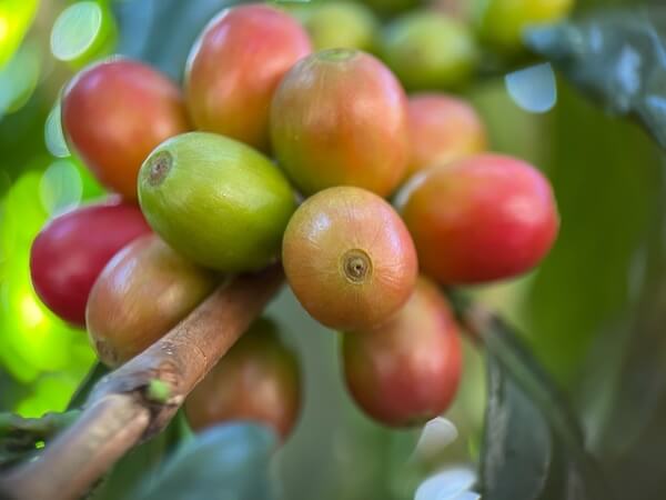 liberian coffee