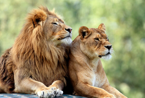 lion and lioness