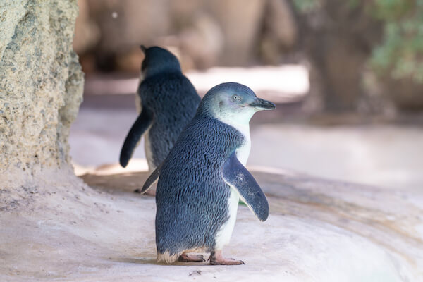 Little blue penguins in New Zealand
