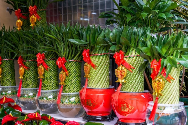 lucky bamboo
