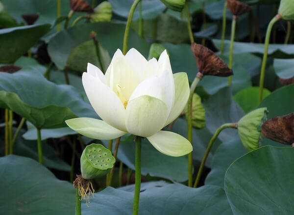 macau lotus flower