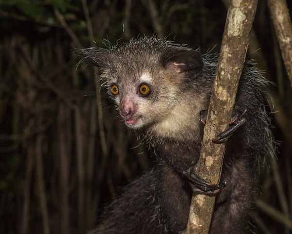 Long-fingered aye aye lemur