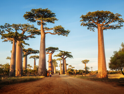 baobab alley madagascar