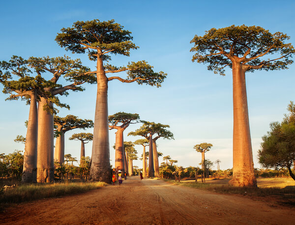 Indian Ocean island Madagascar's is known for its baobab alley