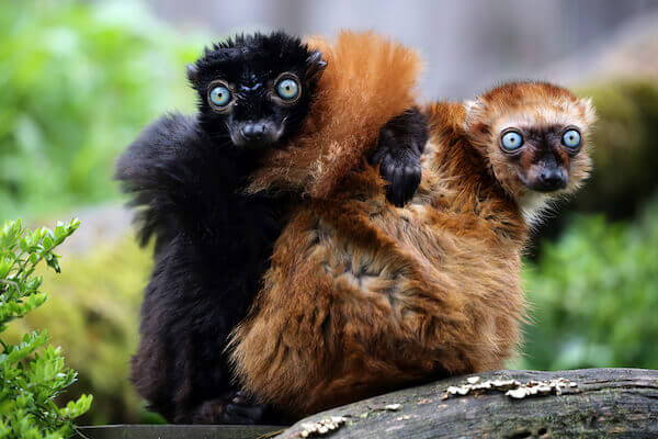 madagascar blue eyed lemur