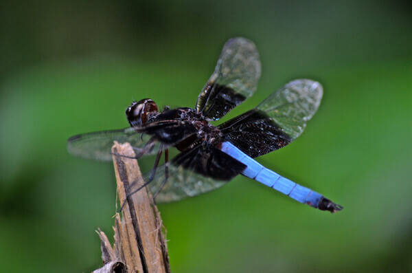 madagascar dragonfly