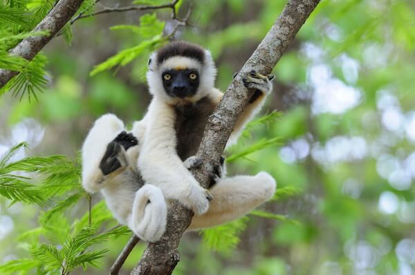 madagascar sifaka