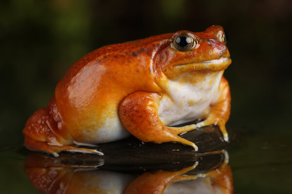 madagascar tomato frog