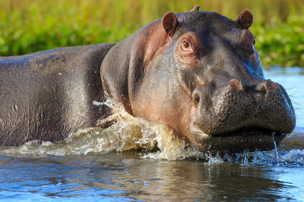 malawi hippo
