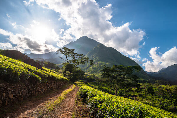 mount mulanje