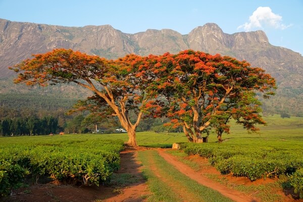 malawi tea plantation