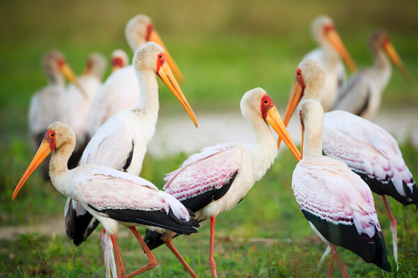 malawi yellow billed stork