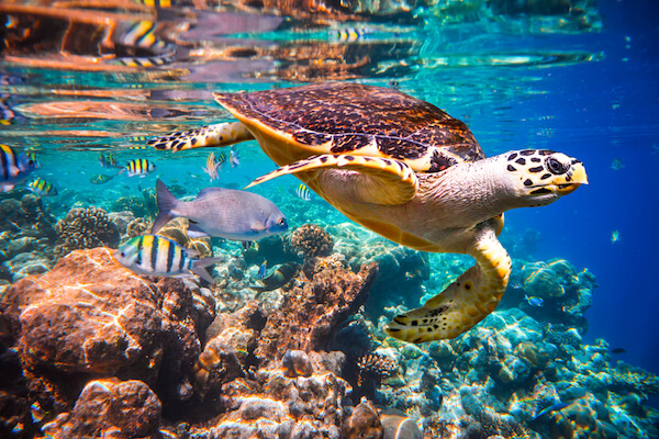 Turtle in clear ocean waters in the Maldives Turtle in clear Maldives waters