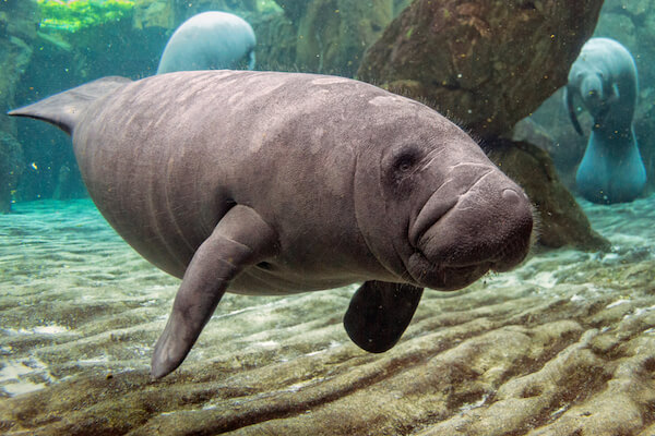 manatee in costa rican waters