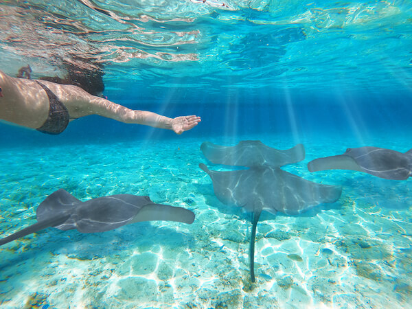 Mantrarays encounter while snorkelling in the Bahamas