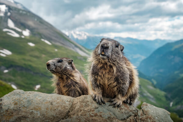 Marmots - image by Christopher Anderson/shutterstock.com