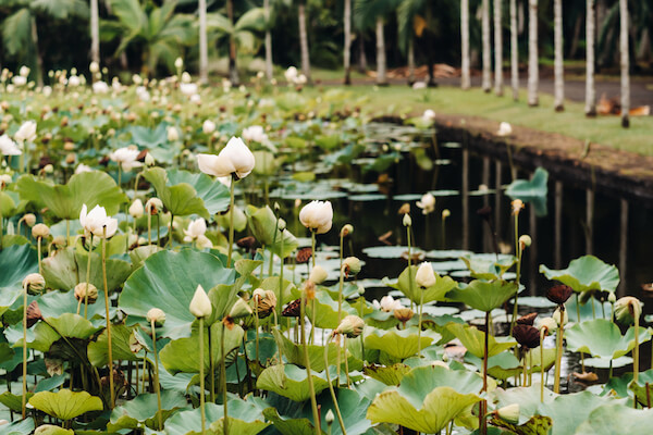 Waterlilies in bloom in Mauritius Botanic Gardens