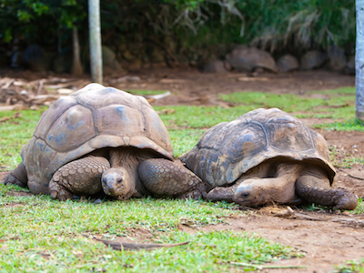 giant turtles
