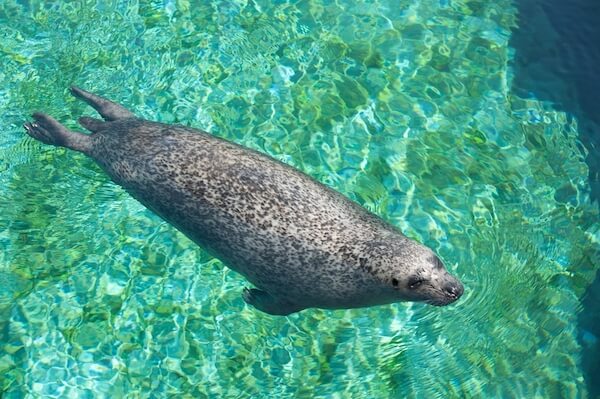 mediterranean monk seal